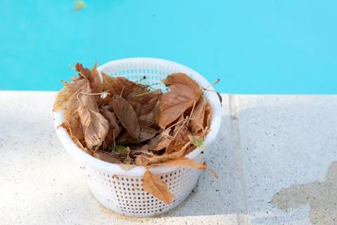 Pool skimmer basket on side of pool and full of leaves Stock Photos