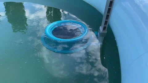 Pool skimmer net the cleaning water surface Stock Footage 342430421