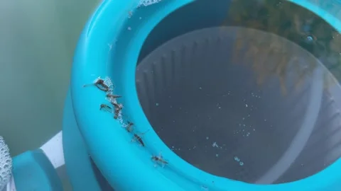 Pool skimmer net a the cleaning water surface Stock Footage 342430422