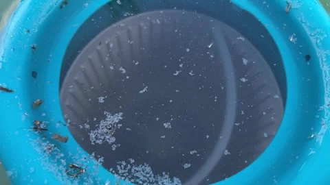Pool skimmer net a cleaning water surface Stock Footage 342430440