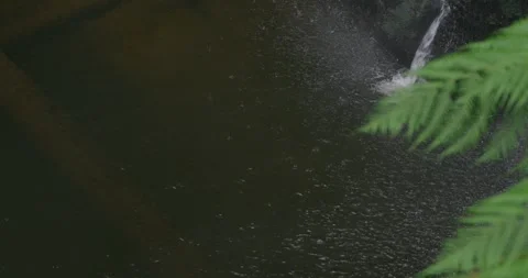 Pool Stream With Fern And Fall, 8K Video stock 332263341
