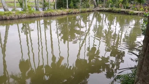 Pool Surrounded by Areca Palm and Coconut Trees with Green Shallow Water Stock Footage 280168593