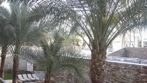 Pool Terrace and palms Stock Footage 73976341