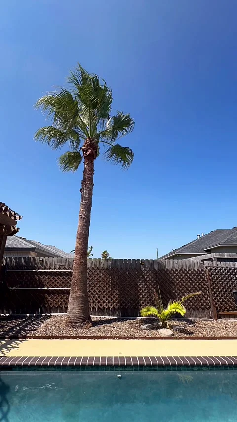 Pool, tree, sky, tropical, nature, coconut, palm tree, Stock Footage 291747946