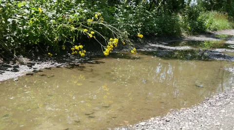 Pool of Water and Plantlets 動画素材 39902186