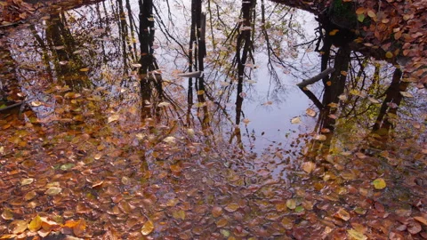 A pool of water in the forest at autumn. In the pool reflections of trees Stock Footage 269147228