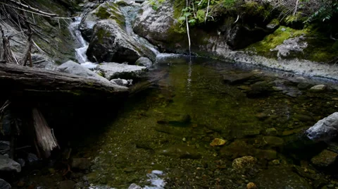 Pool of Water Forest Video stock 27555578