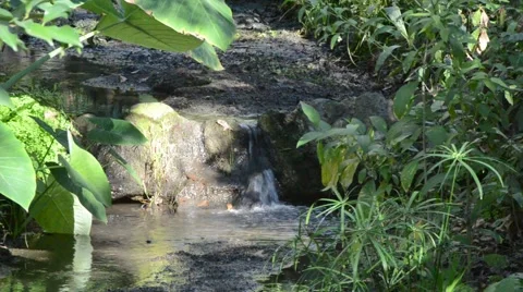 Pool of water in Griffith Park Stock Footage 45990310