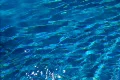 Pool Water Surface HS 08 Loop Slow Motion x7 Footage