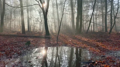 A pool of water surrounded by brown leaves in a winter forest, Stock Footage 209021843