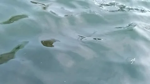 Pool water waves Stock Footage 276693943