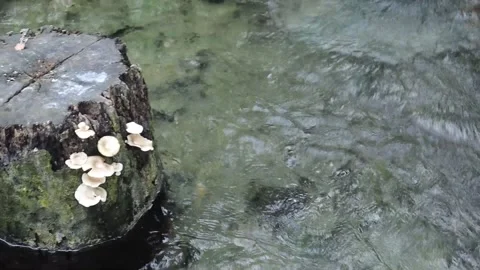 Pool(9) Video stock 289453446