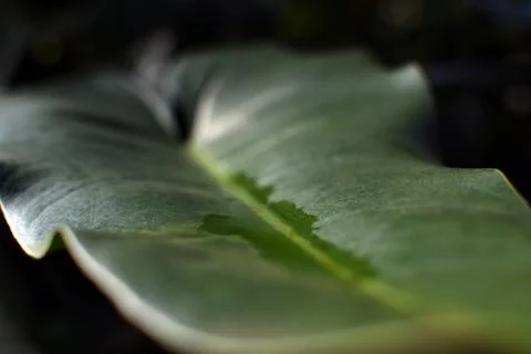 Pooled water on a leaf closeup rainforest background Stock Photos
