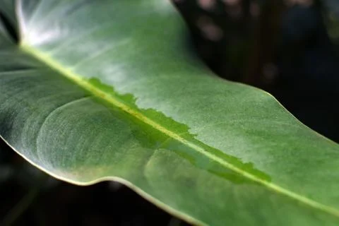 Pooled water on a leaf closeup rainforest background Stock Photos
