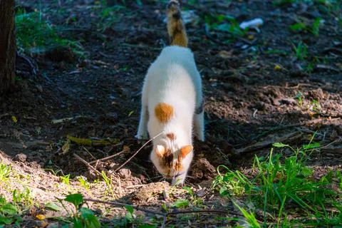 Pooping cat on the ground. Natural process of animal Stock-Fotos