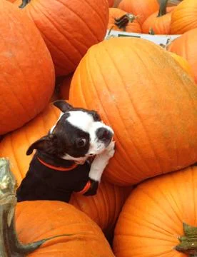 Poopsie in pumpkins Stock Photos
