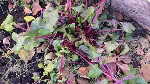 Poor beet crop yield Stock Footage 171190953