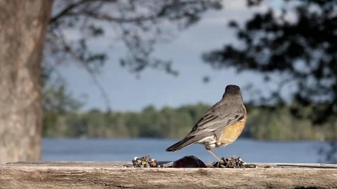 Poor bird with one leg balances while trying to eat. Stock-Footage 148677042