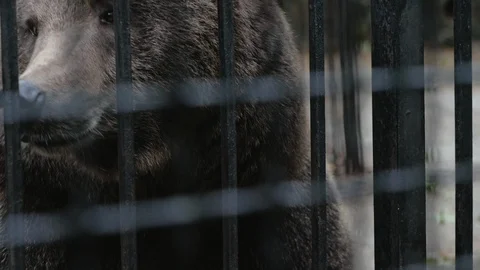 Poor brown bear living in cage Video stock 121571904