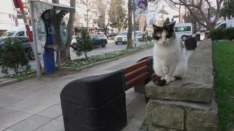Poor cat of the Bagdat caddesi with a hurting paw Stock Footage 304848458