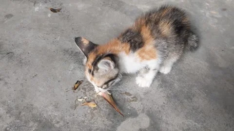 Poor cat eating Stock Footage 259758534