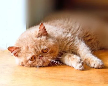 Poor cat lying on the floor Stock Photos