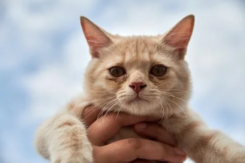 Poor Cat Stock Photos