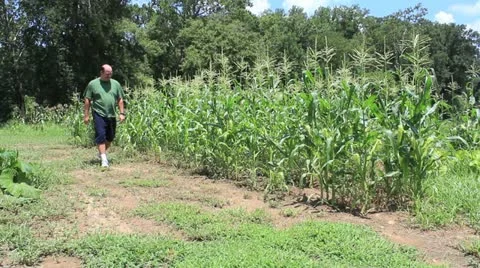 Poor corn harvest Stock Footage
