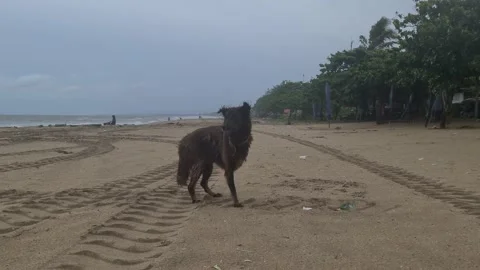 Poor Disabled Three Legged Stray Dog Puppy on The Beach Stock Footage 168217541