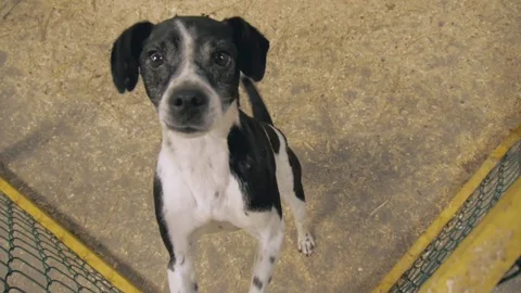 Poor dog in enclosure 動画素材 79602634