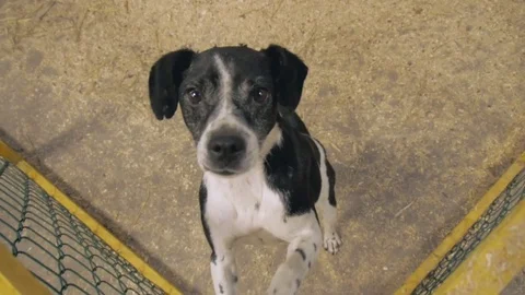 Poor dog in enclosure slow motion 動画素材 79602811