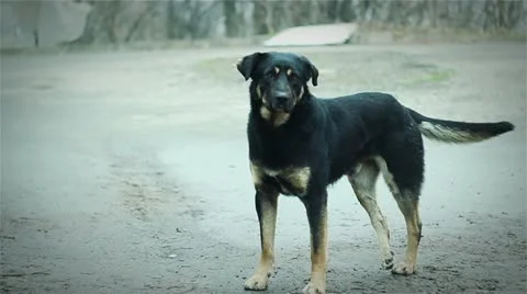 Poor dog Stock Footage 11884212