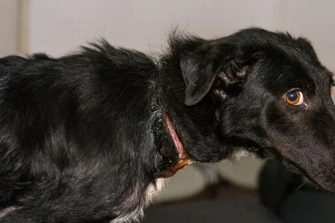 Poor dog with a large wound around his neck because of a collar, before surge Stock Photos