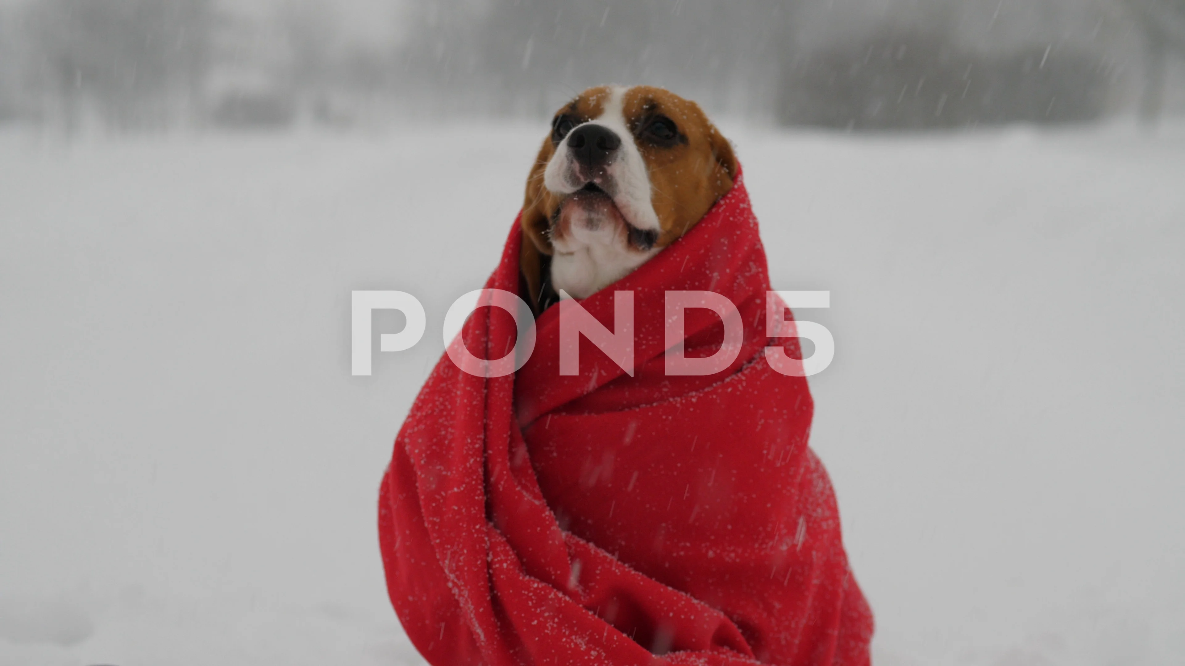 Poor dog sit wrapped into red blanket, Stock Video Pond5