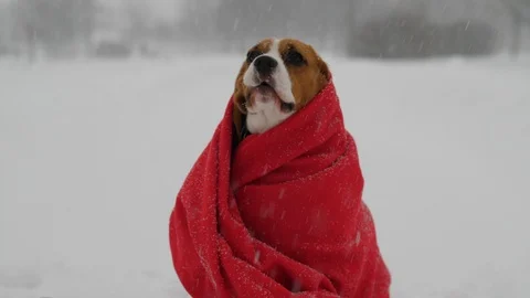 Poor dog sit wrapped into red blanket, snow fall around. Beagle wail Stock Footage 101849028
