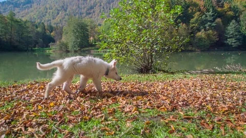 Poor dog is waiting when someone throws dirt on him Stock Footage 83776457