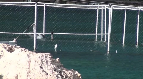 Poor dolphins in tiny pen Stock Footage 48790086