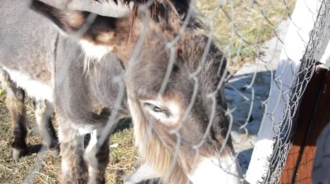 Poor donkey behind the fence Stock Footage 54741103