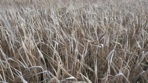 Poor dried ears of barley in poor field that was burned during very drought weat Stock Footage 159934166
