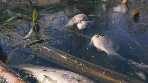 Poor ecology affects the life of fish and the rest of the ecosystem Vídeos de archivo 106548884