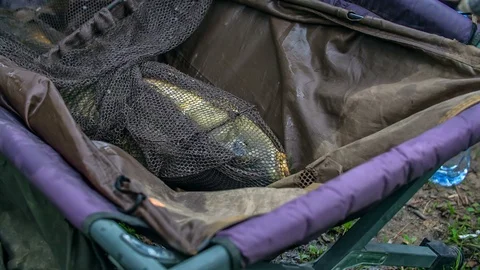 Poor fish is still breathing and is alive Stock Footage 112178009