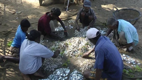 Poor fishermen sort their catch after fishing at Sri Lanka Stock Footage 105946552