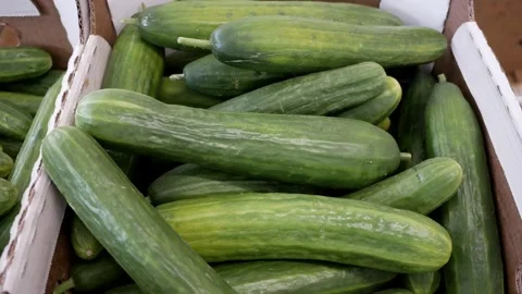 Poor harvest of cucumbers. Bad vegetables cucumbers. Boxes of cucumbers stand on Stock Footage 280107571