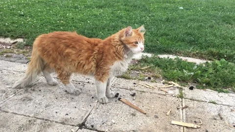 Poor homeless cat Stock Footage 133743220