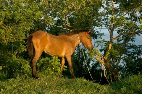 Poor horse Stock Photos