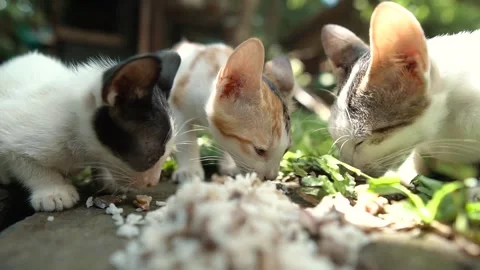 Poor Hungry Cats Eating Stock Footage 159868222