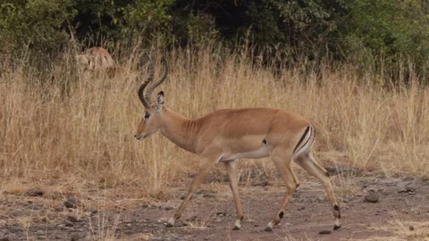 Poor impala antelope walking freely before she will be hunted by lions in Kenya, Stock Footage 106791532