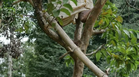 Poor indian man climbing a tree barefoot Stock Footage 60723910