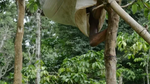 Poor indian man climbing a tree barefoot Stock Footage 60724641