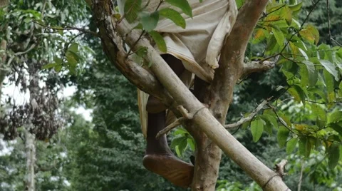 Poor indian man climbing a tree barefoot Stock Footage 60729011